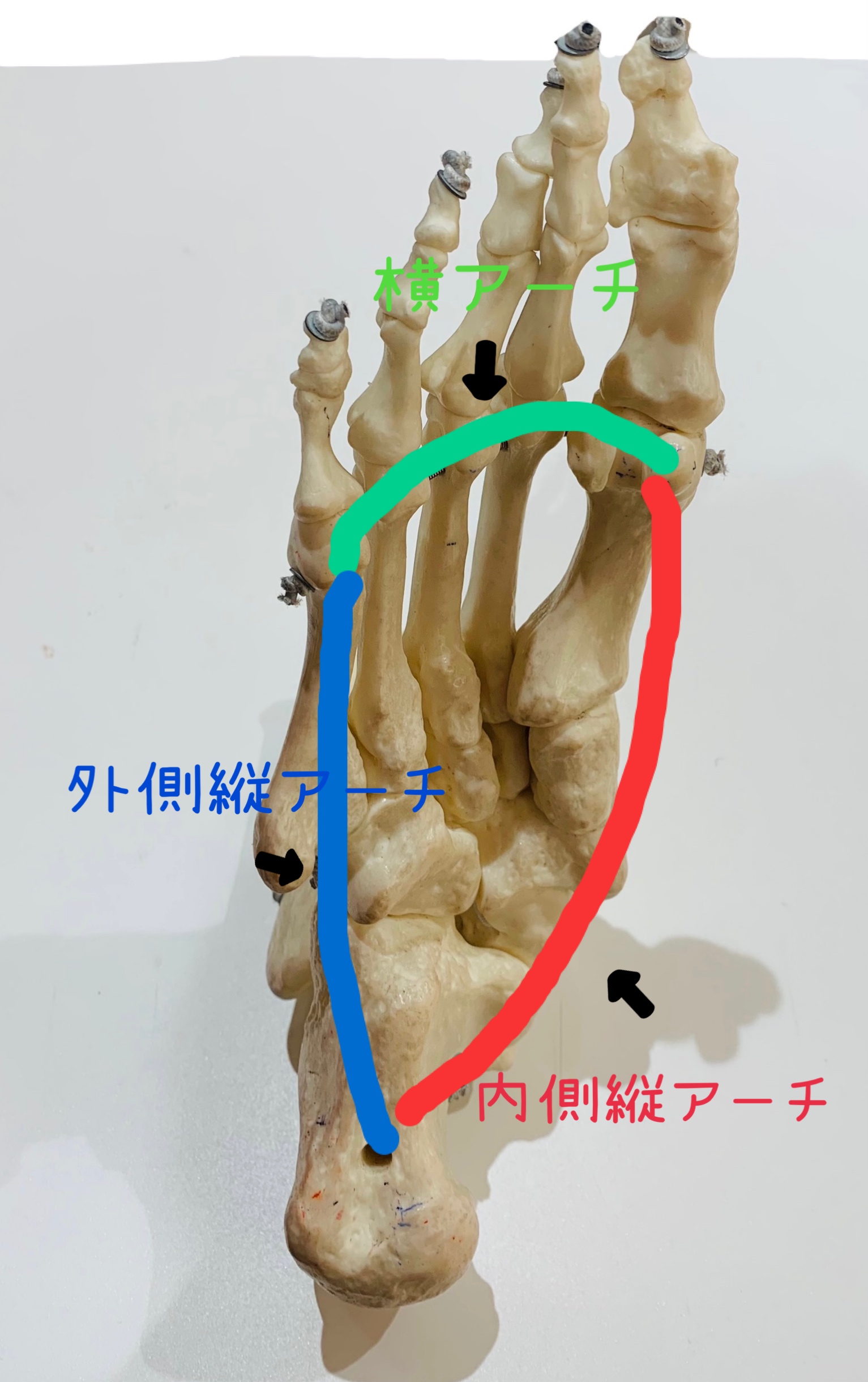 足裏アーチ 土踏まず トレーニング 中山靴店 オーダー中敷 インソール オーダー靴ブランド La Mano De Kent ラ マノ デ ケン