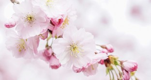 cherry-blossomsD